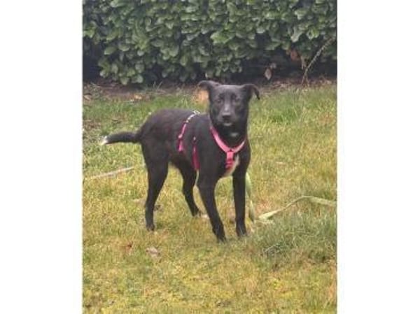 Peggie - wartet in 53757 Sankt Augustin