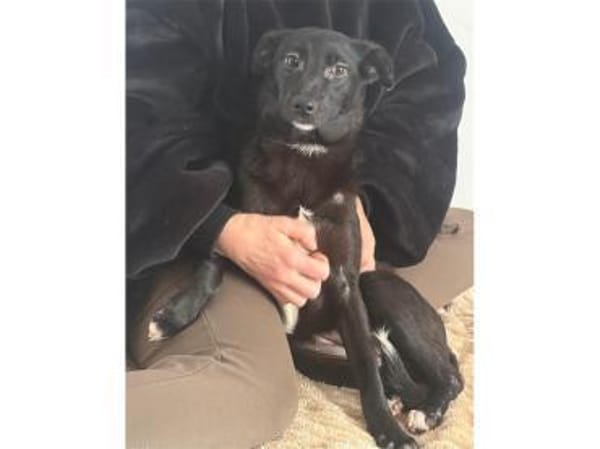 Peggie - wartet in 53757 Sankt Augustin