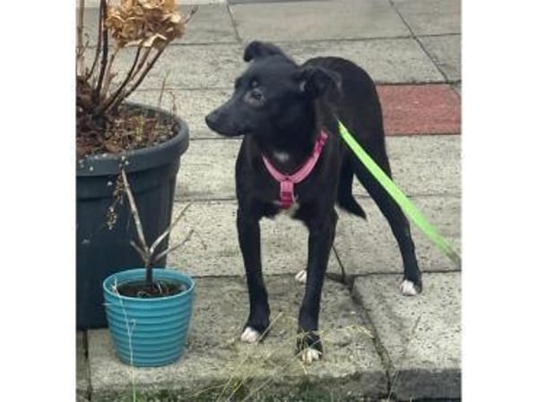 Peggie - wartet in 53757 Sankt Augustin