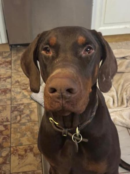 Jazz,  wünscht sich seine Familie