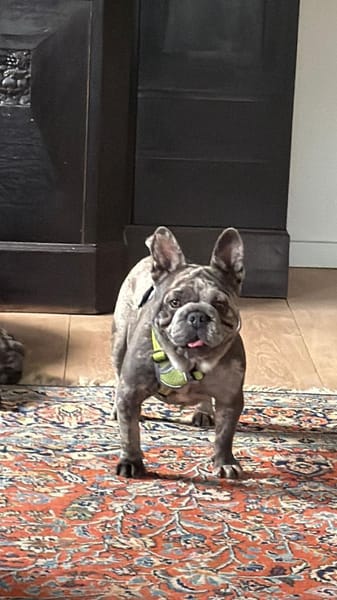 GERTI auf der Suche nach ihrem Glück