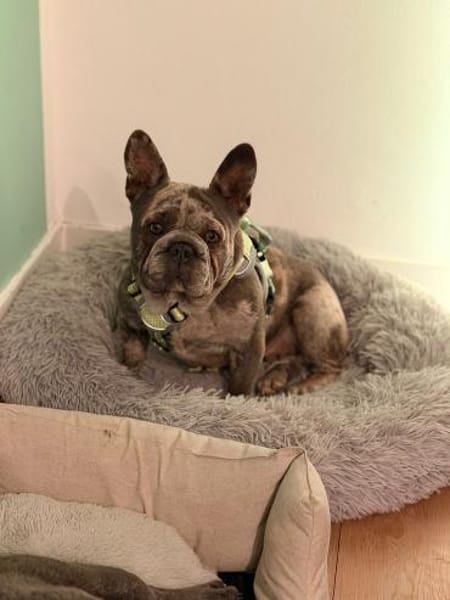 GERTI auf der Suche nach ihrem Glück