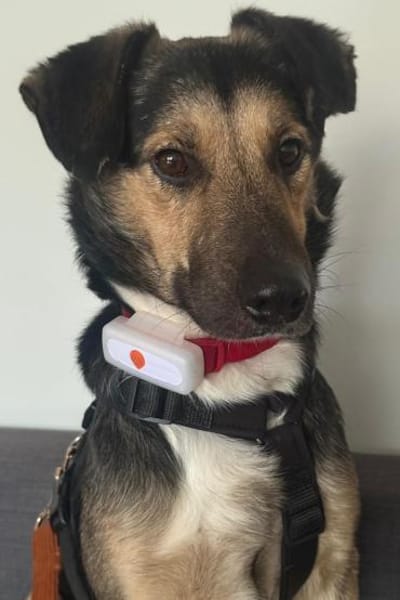 MILO vom Schatten ins Leben