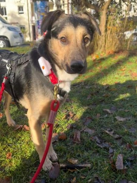 MILO vom Schatten ins Leben