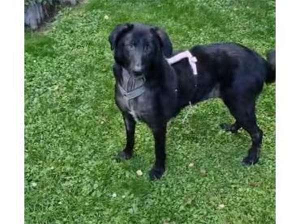 Amia - wartet in 65388 Schlangenbad