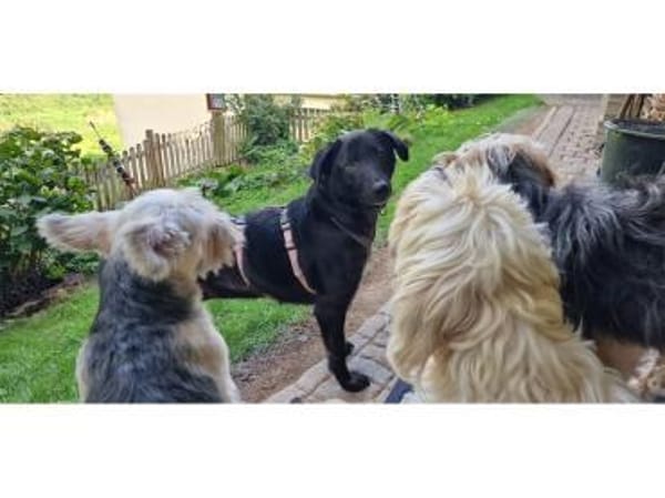 Amia - wartet in 65388 Schlangenbad