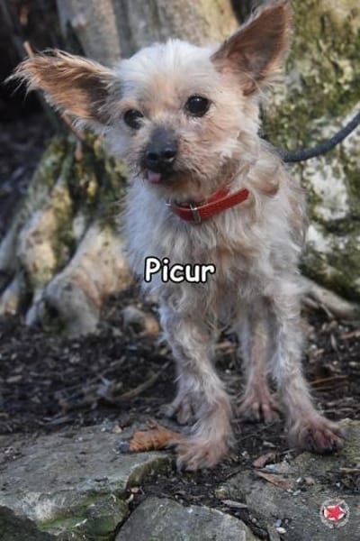 PICUR