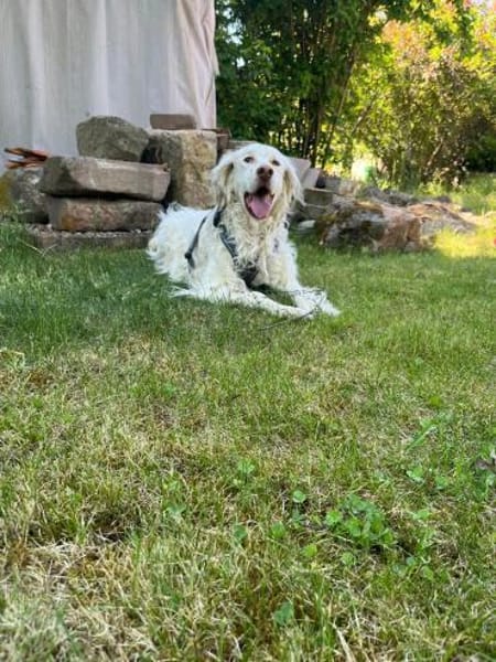 Sammy ❤ ist ein toller,guterzogener Bub