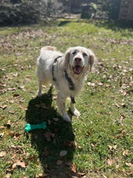 Sammy ❤ ist ein toller,guterzogener Bub