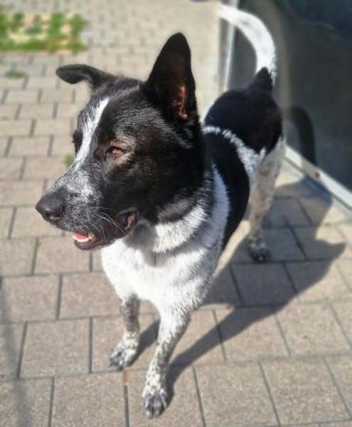 Pfiffiger SEBASTIAN sucht aktive Mensche