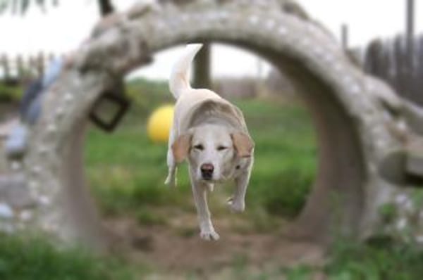 Mary - weiße Riesin mit großem Herzen