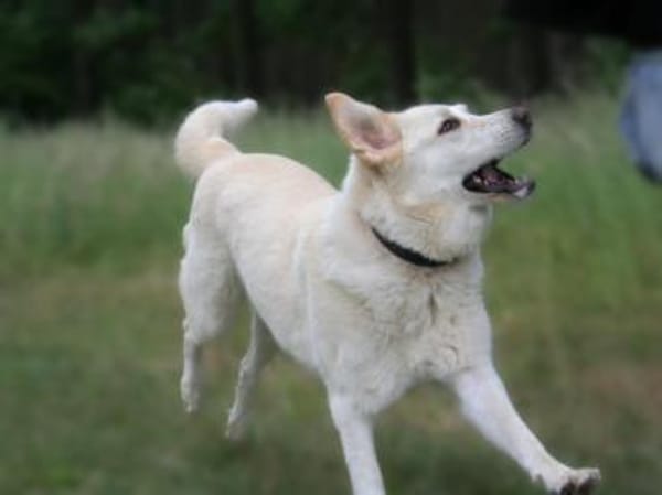 Mary - weiße Riesin mit großem Herzen
