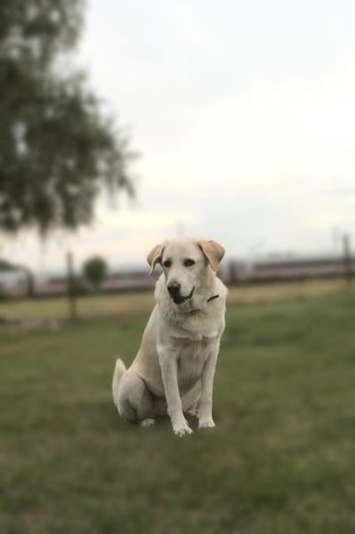 Mary - weiße Riesin mit großem Herzen
