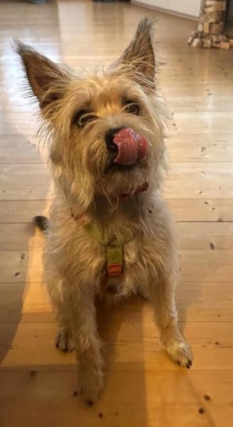 ROCKY 💝 verträglich mit ALLEM!