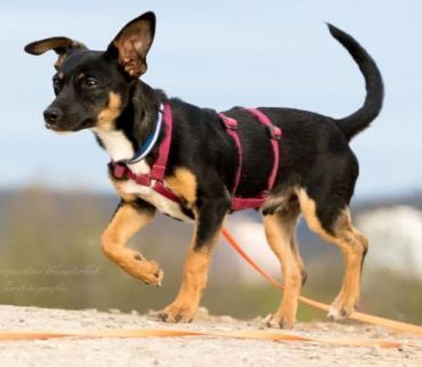 GOPI 🐶 spätere Adoption möglich