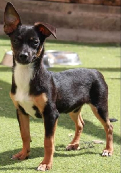 GOPI 🐶 spätere Adoption möglich