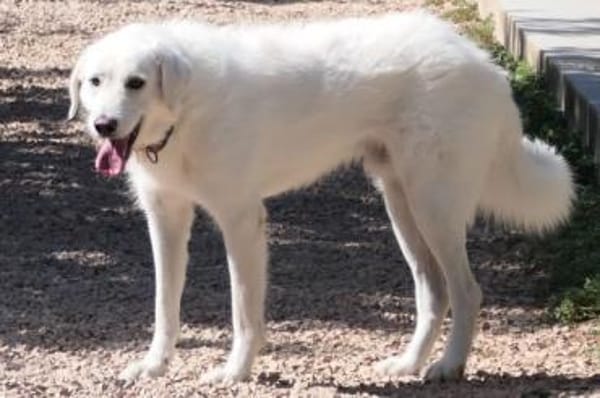 Uriel Bianco - wartet in 39615 Seehausen