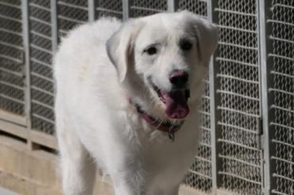 Uriel Bianco - wartet in 39615 Seehausen