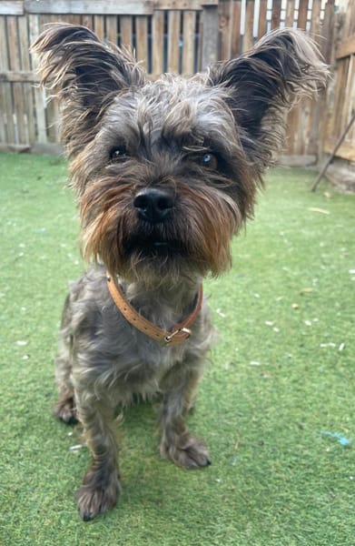 LAYA 🌻 super süß, lieb, verträglich