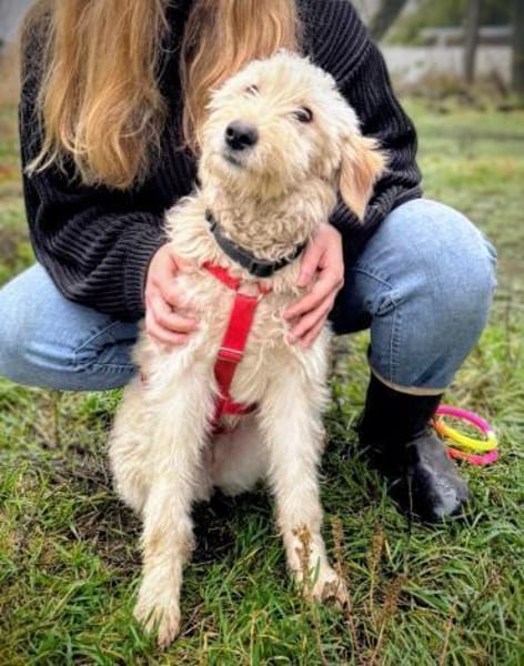 Contesa Chantal auf PS in Braunschweig