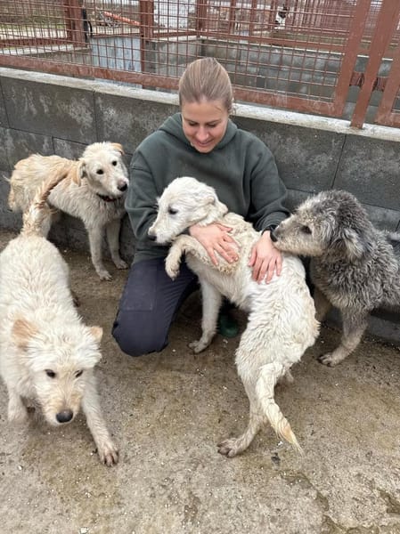 Contesa Chantal auf PS in Braunschweig