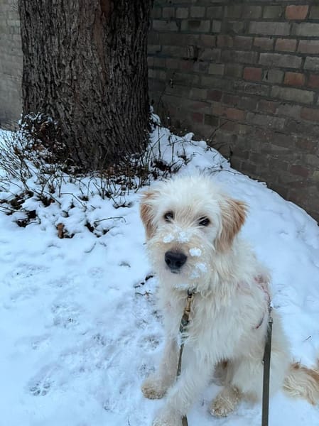 Contesa Chantal auf PS in Braunschweig