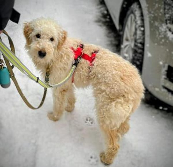 Contesa Chantal auf PS in Braunschweig