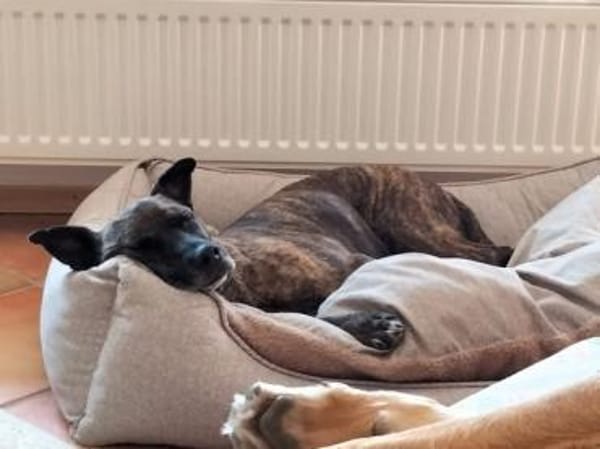 GRETA -Sonnenschein mit viel Charme-