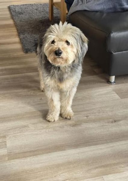 CHICO -sucht konsequente Menschen-