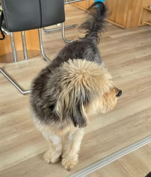 CHICO -sucht konsequente Menschen-