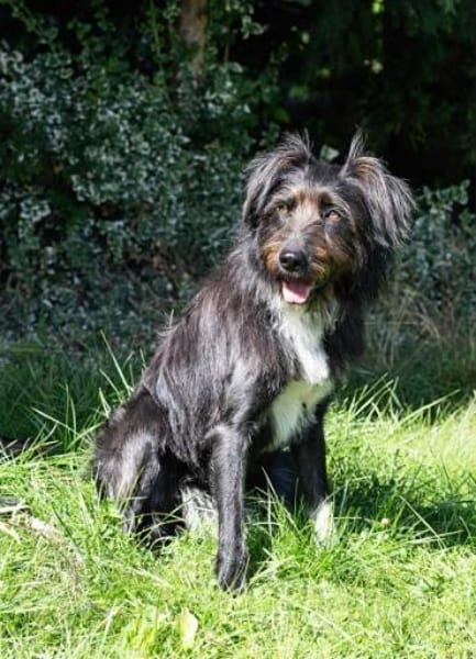 DOLLY -tolle, aktive Hundeseele-