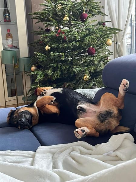 Rango wartet auf PS in HH