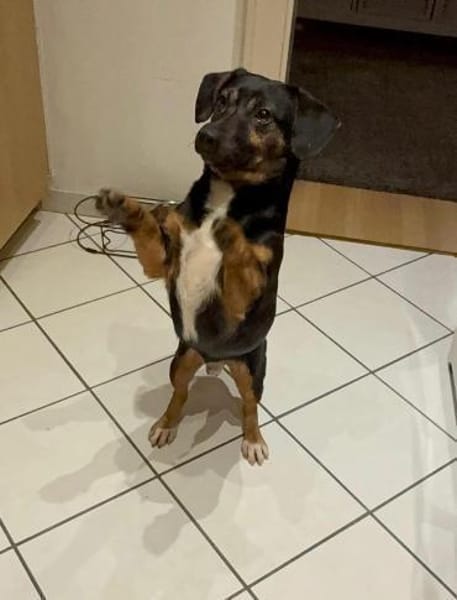 Rango wartet auf PS in HH