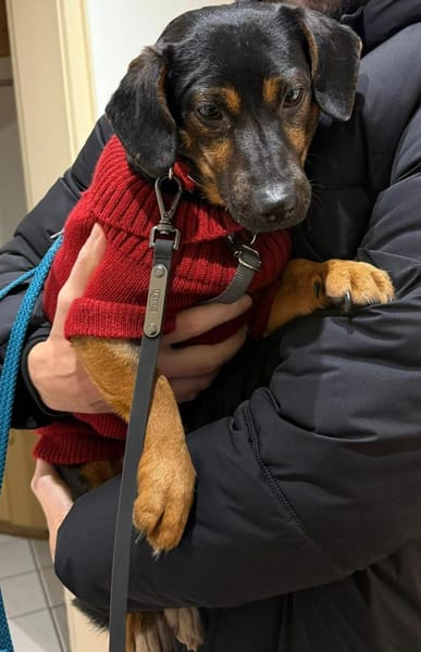 Rango wartet auf PS in HH