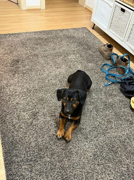 Rango wartet auf PS in HH