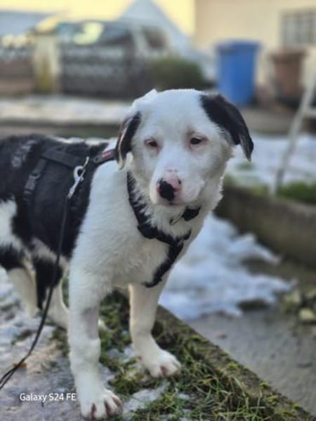 Marvel - schlauer Border Mischling