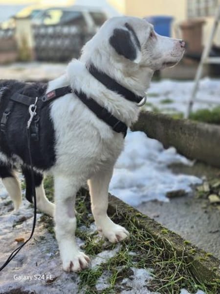 Marvel - schlauer Border Mischling