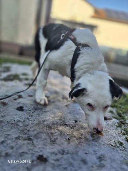 Marvel - schlauer Border Mischling