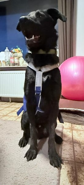 BAGHEERA - angenehm gesellig