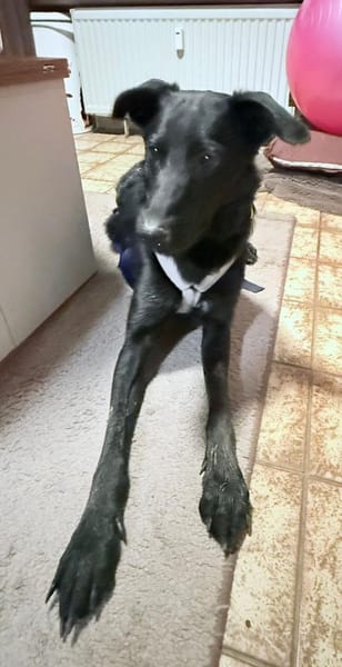 BAGHEERA - angenehm gesellig