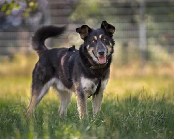 Langzeitinsasse ARGO sucht dringendst..