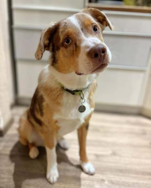 Prinz - ist überfordert