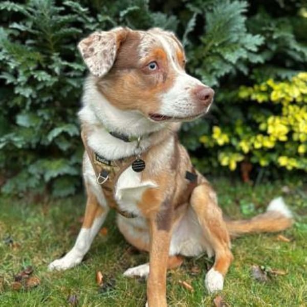 Prinz - ist überfordert