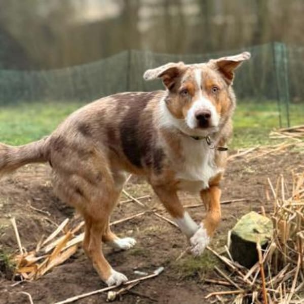 Prinz - ist überfordert