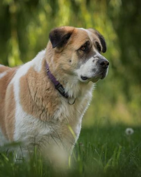 Beethoven sucht erfahrene Menschen