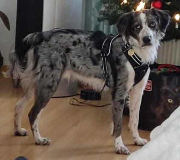 lieber Merlin, ca. 47/48 cm hoch