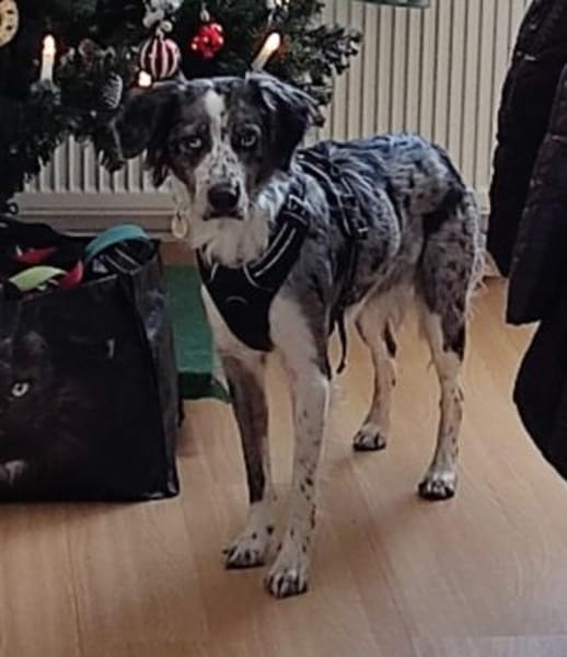 lieber Merlin, ca. 47/48 cm hoch