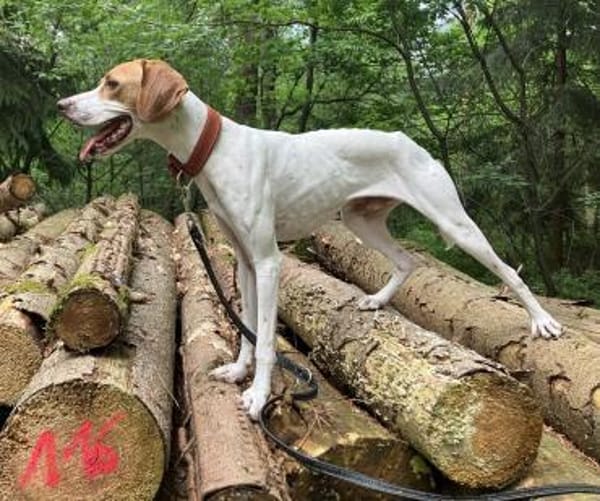 PLUTO 💝 Zuckerschnute sucht Zuhause!