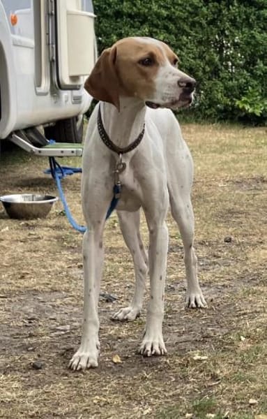 PLUTO 💝 Zuckerschnute sucht Zuhause!