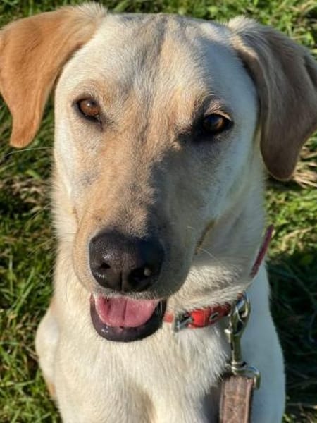 LEN -sucht hundeerfahrene Menschen-